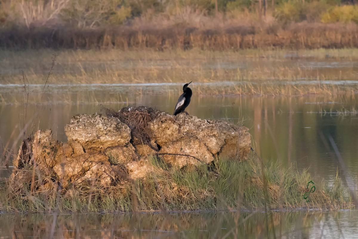 Anhinga - Deb Peterson