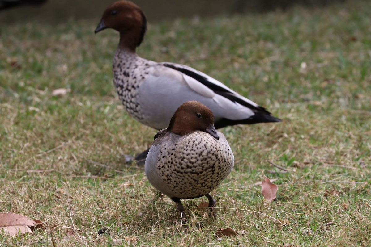 Maned Duck - ML76694641