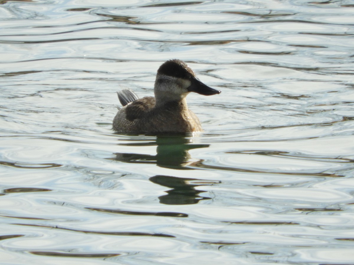 Ruddy Duck - ML76694861