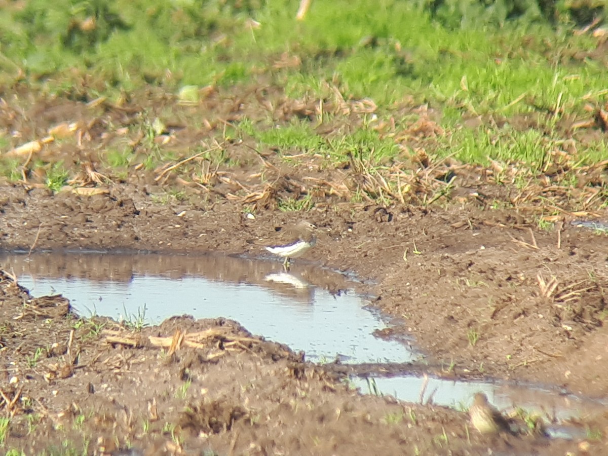 Common Sandpiper - ML76695051