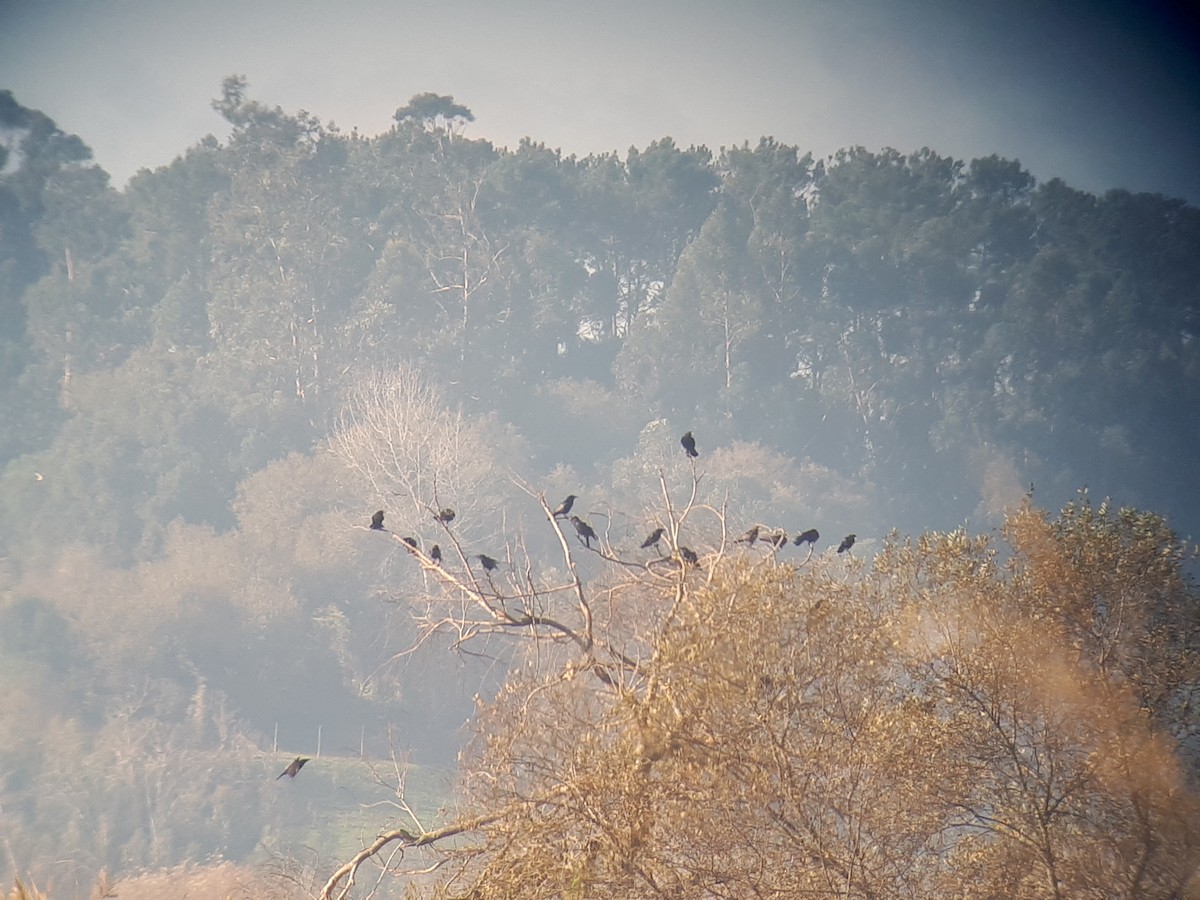 עורב אירופי - ML76695551