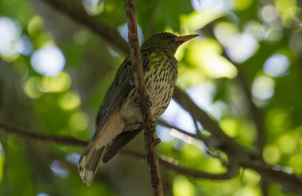 Olive-backed Oriole - Damon Williford