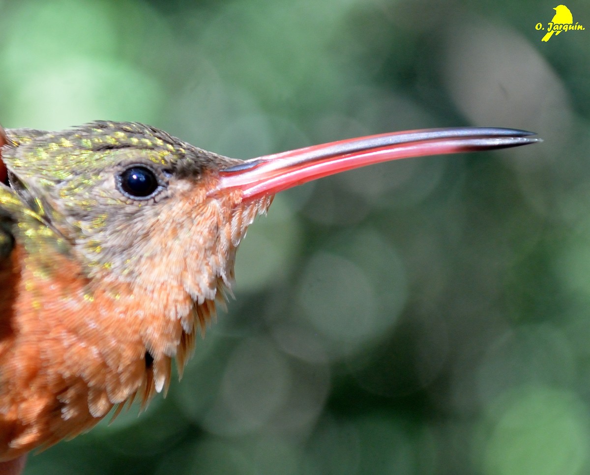 Cinnamon Hummingbird - ML76699001