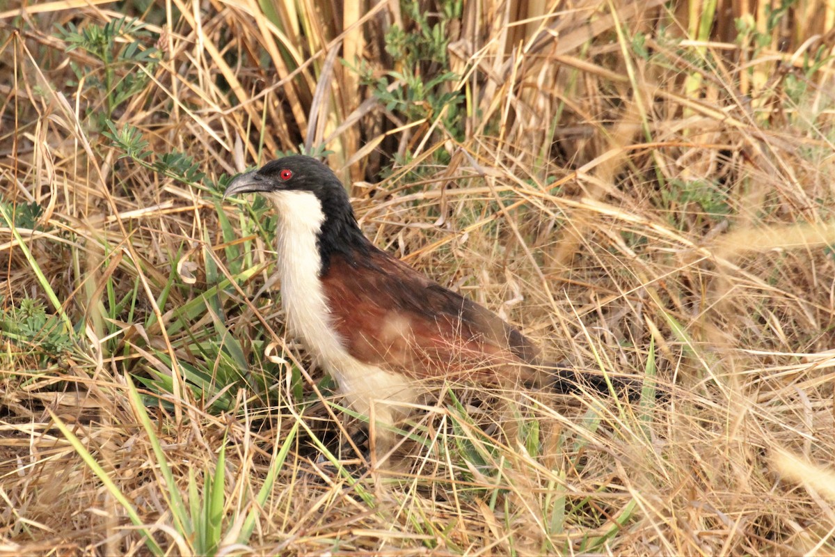 Coppery-tailed Coucal - ML76699731