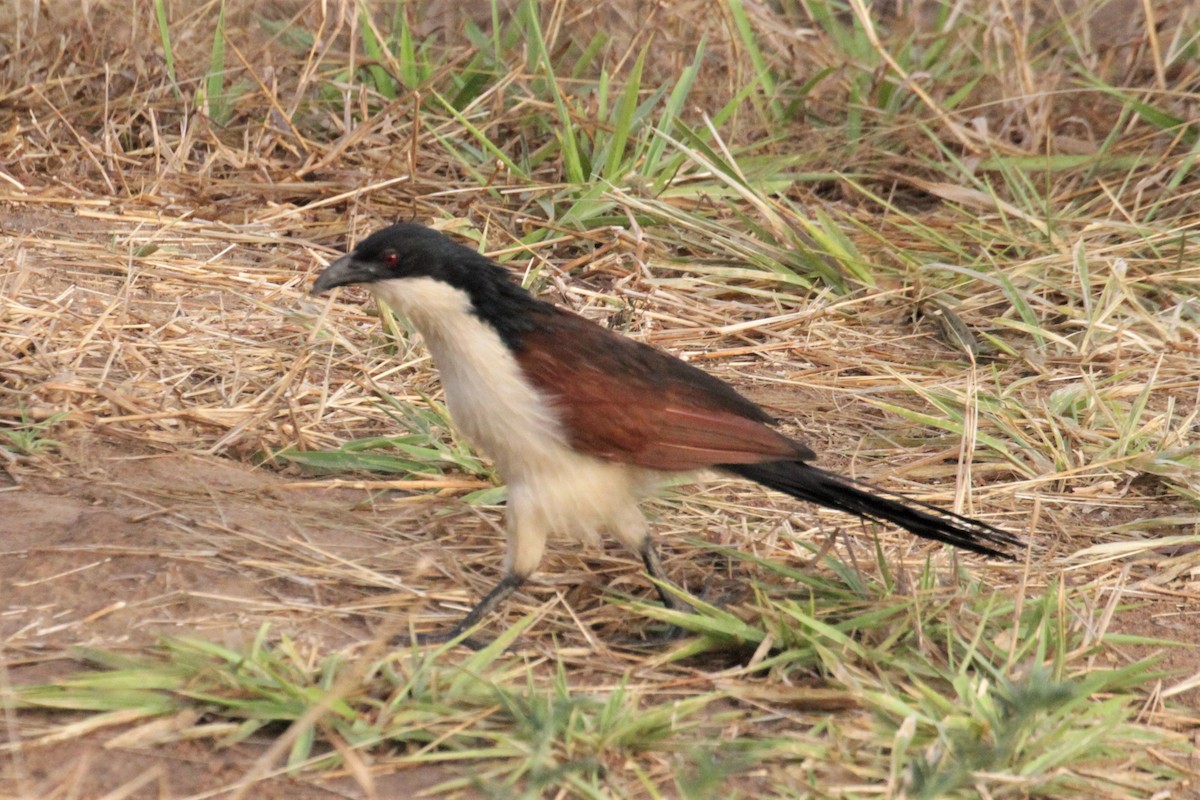 Coppery-tailed Coucal - ML76699741