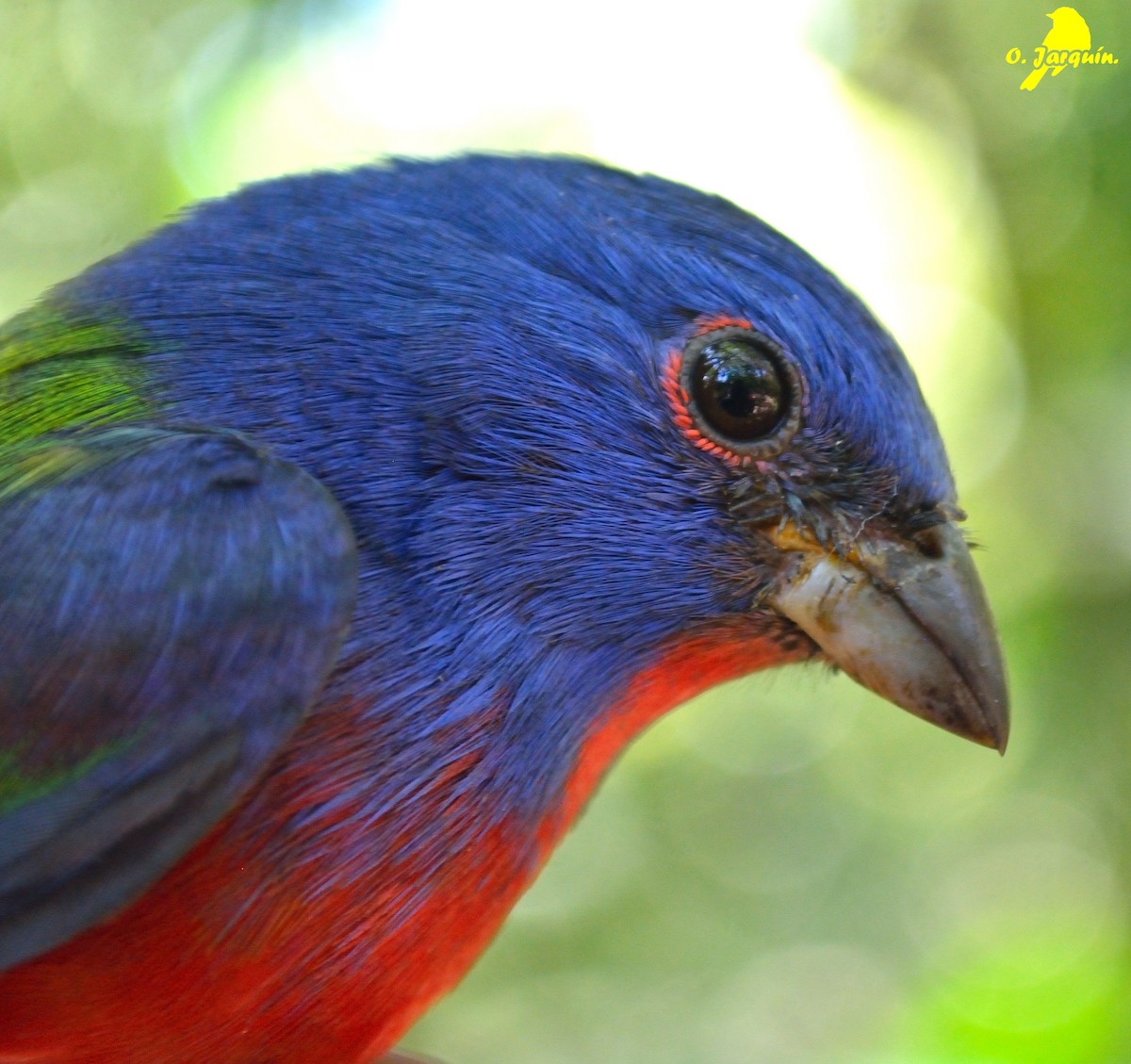 Painted Bunting - ML76699771