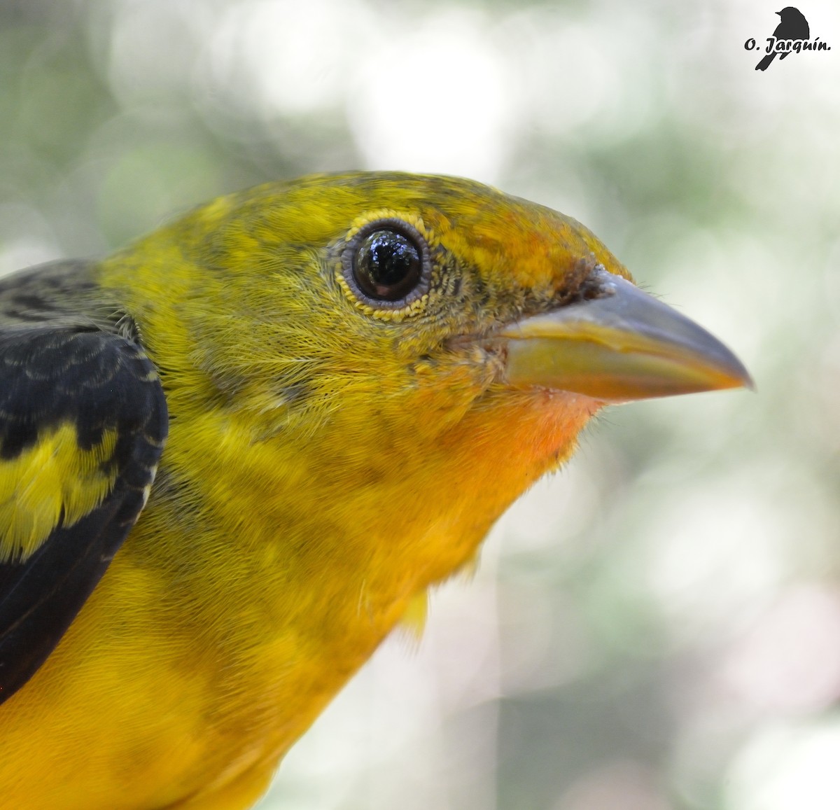 Western Tanager - Orlando Jarquín