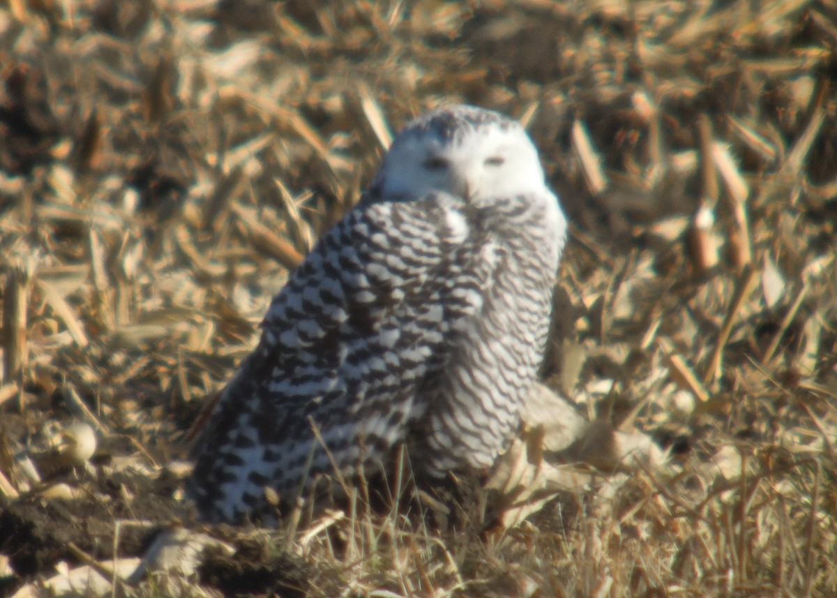 Snowy Owl - ML76700501