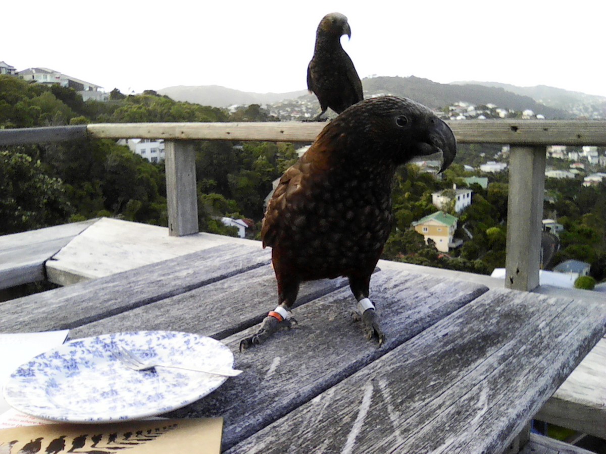 New Zealand Kaka - Stuart Nicholson