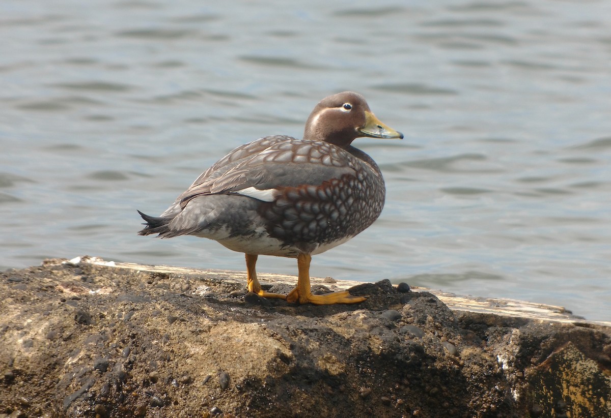 Flying Steamer-Duck - Dominic Cormier