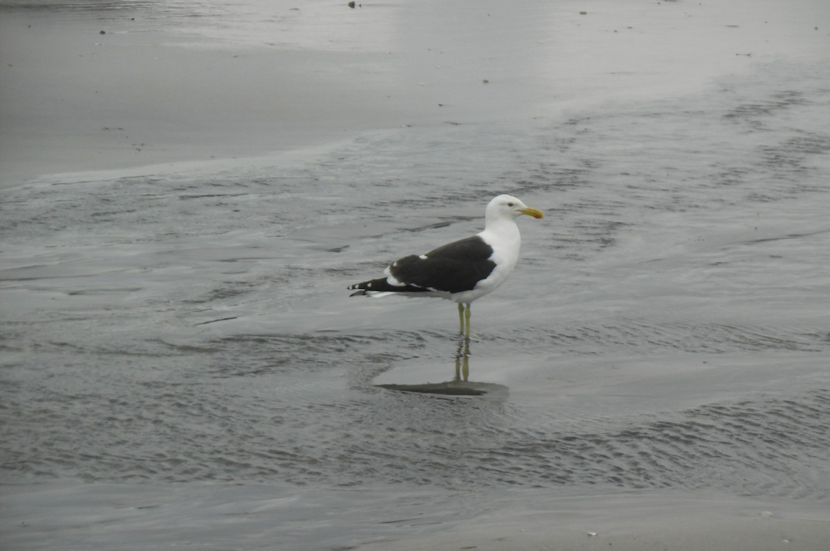 Kelp Gull - ML76701001