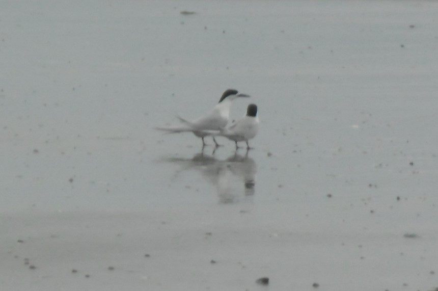 White-fronted Tern - ML76701021