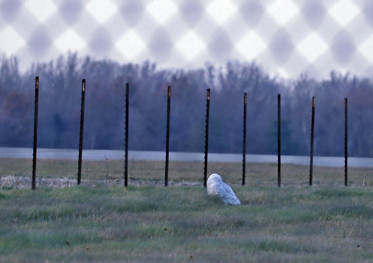 Snowy Owl - Deborah Edwards-Onoro