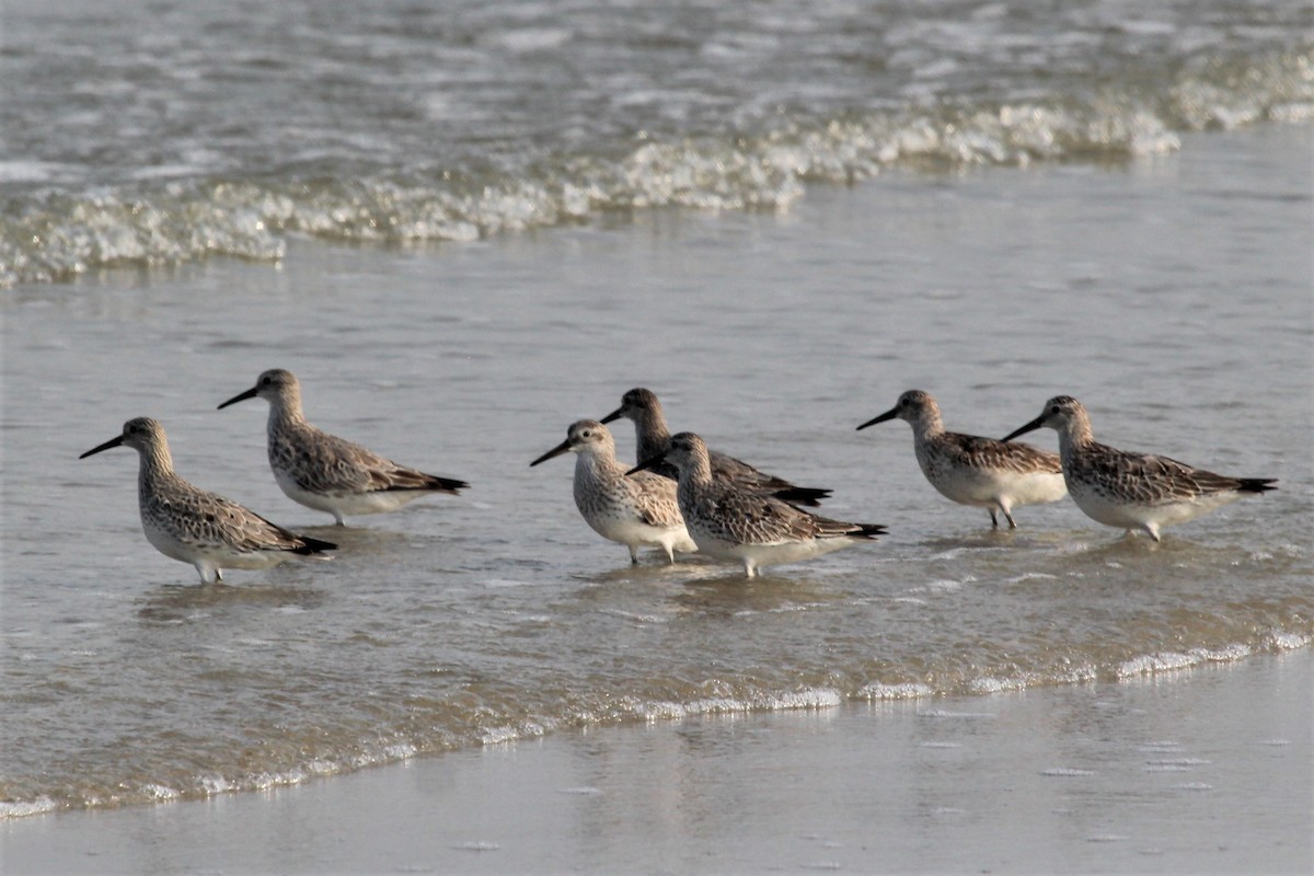 Great Knot - ML76705551