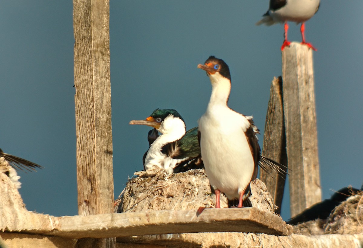 Cormorán Imperial - ML76706081