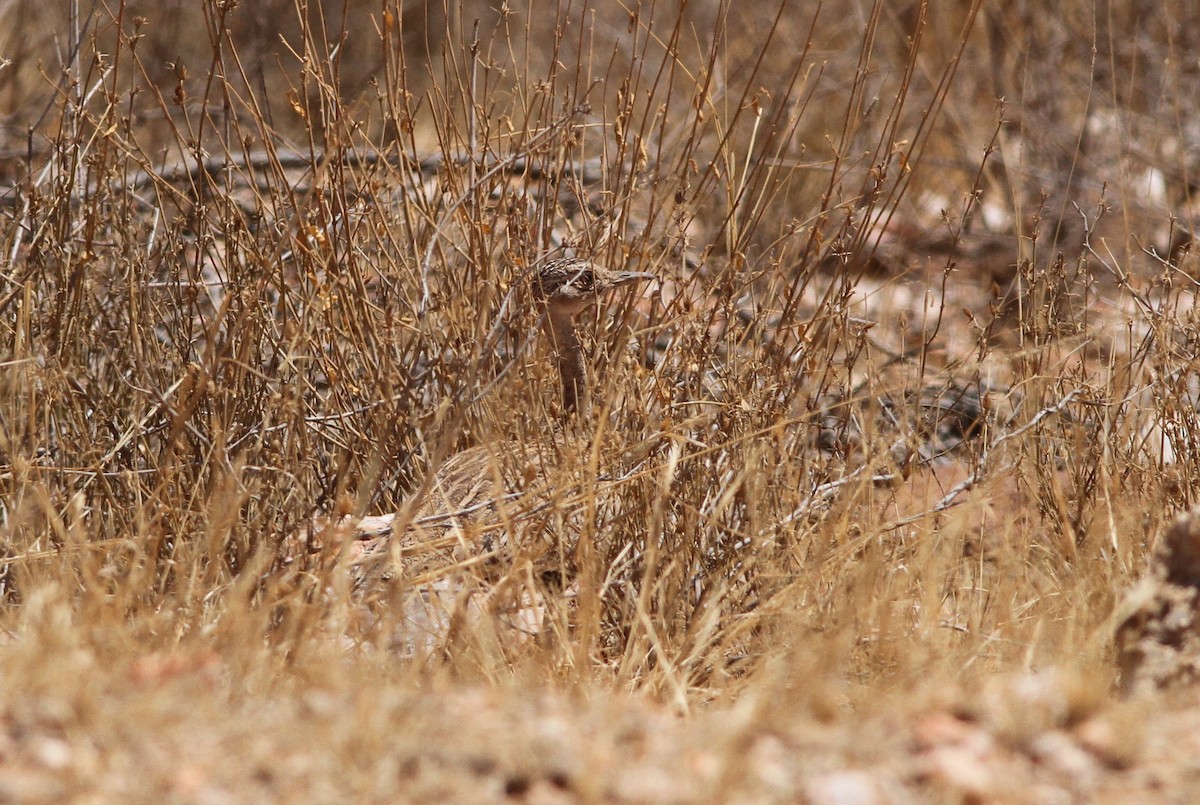 Red-crested Bustard - ML76706721