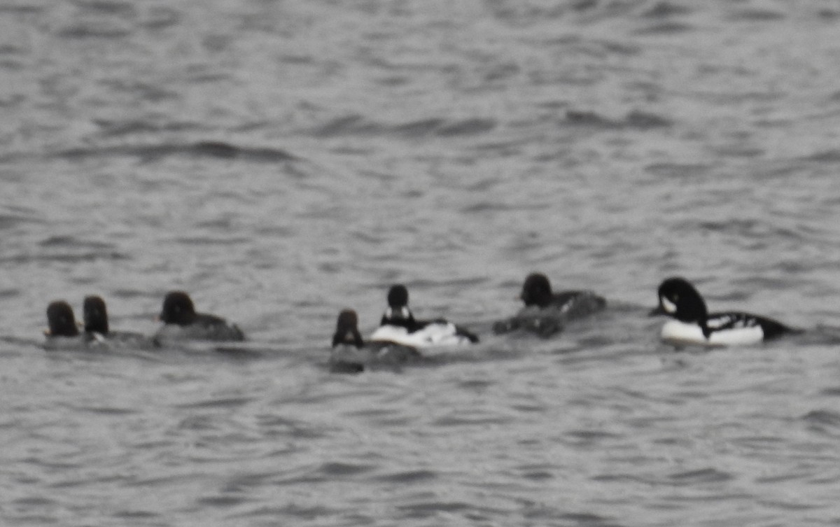 Common Goldeneye - ML76707361