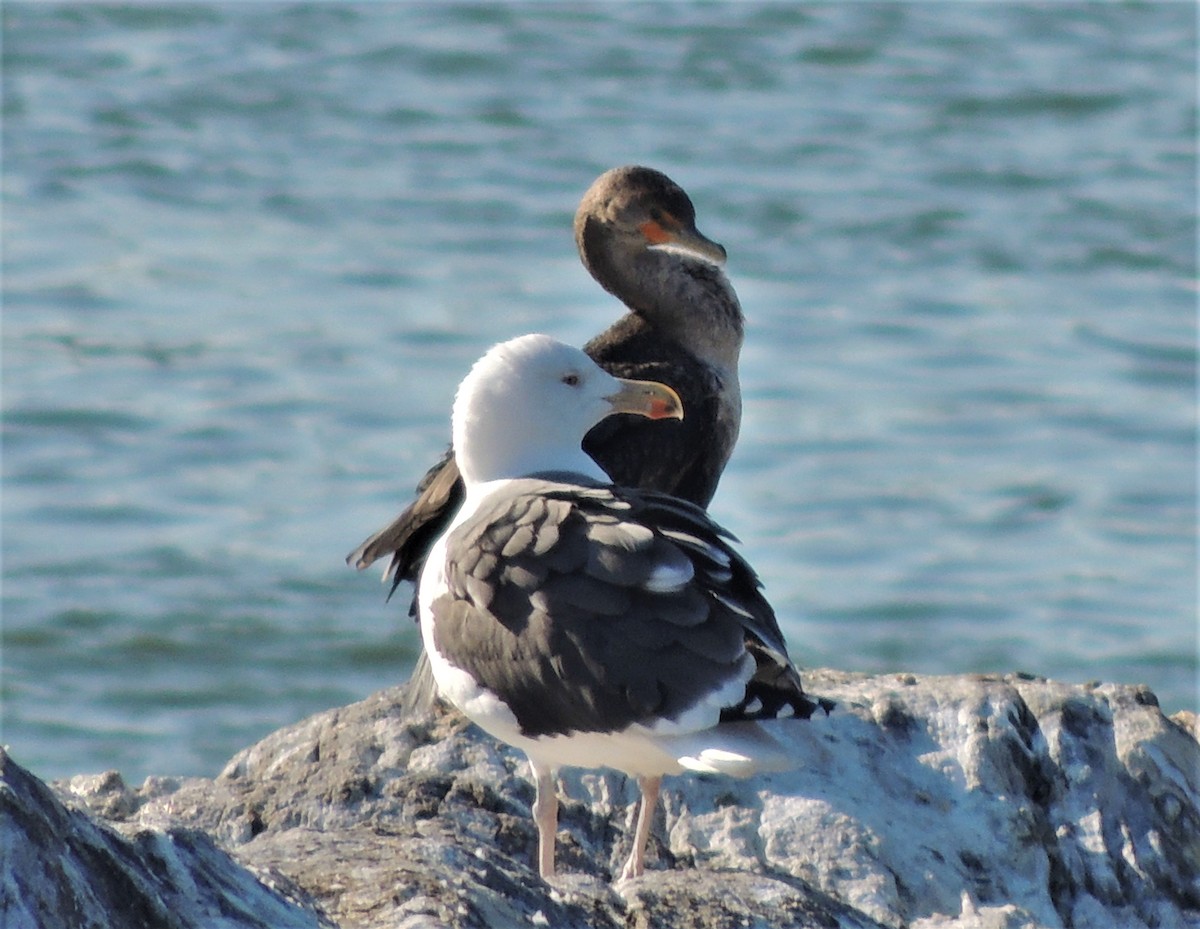 Great Black-backed Gull - ML76709231