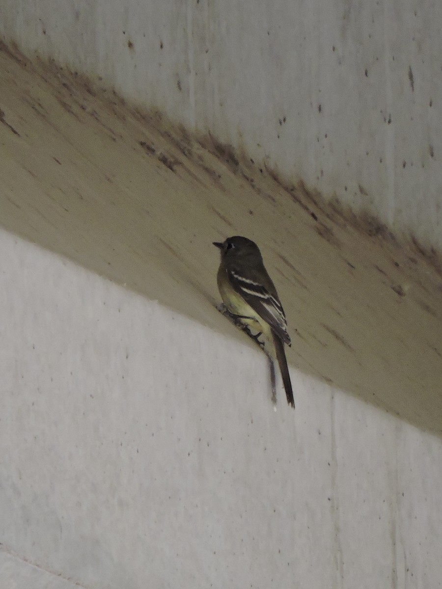 Dusky Flycatcher - ML76709881