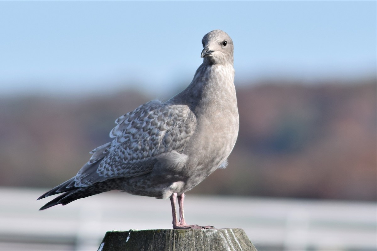 Iceland Gull - Lauren  Vaughn