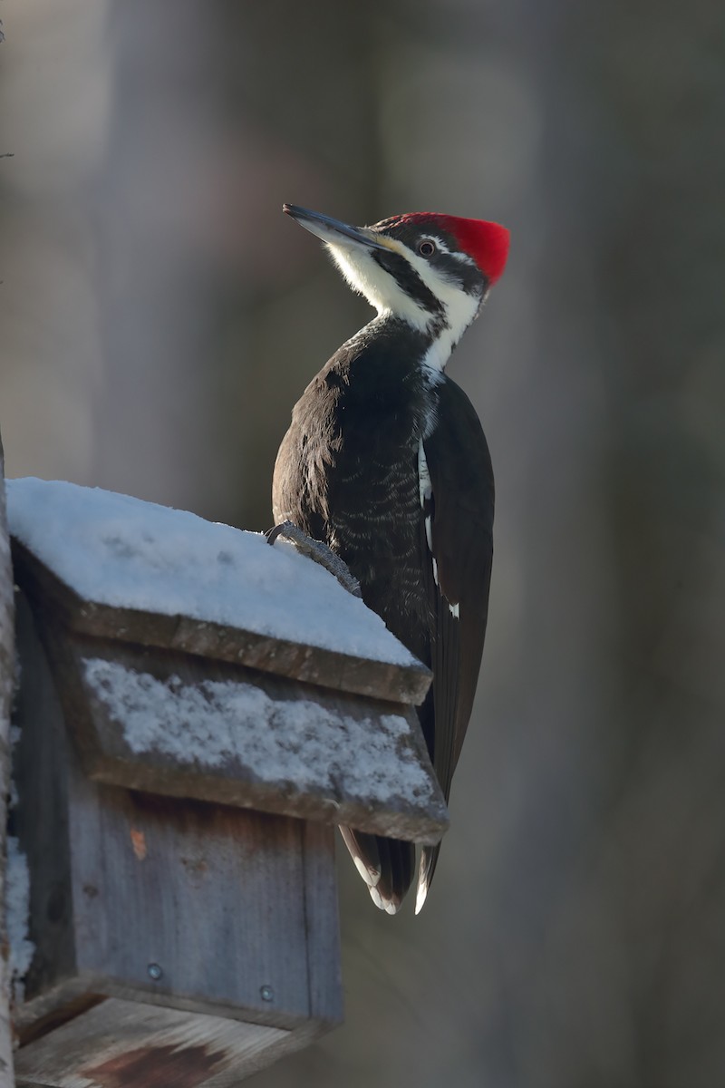 Pileated Woodpecker - bellemare celine