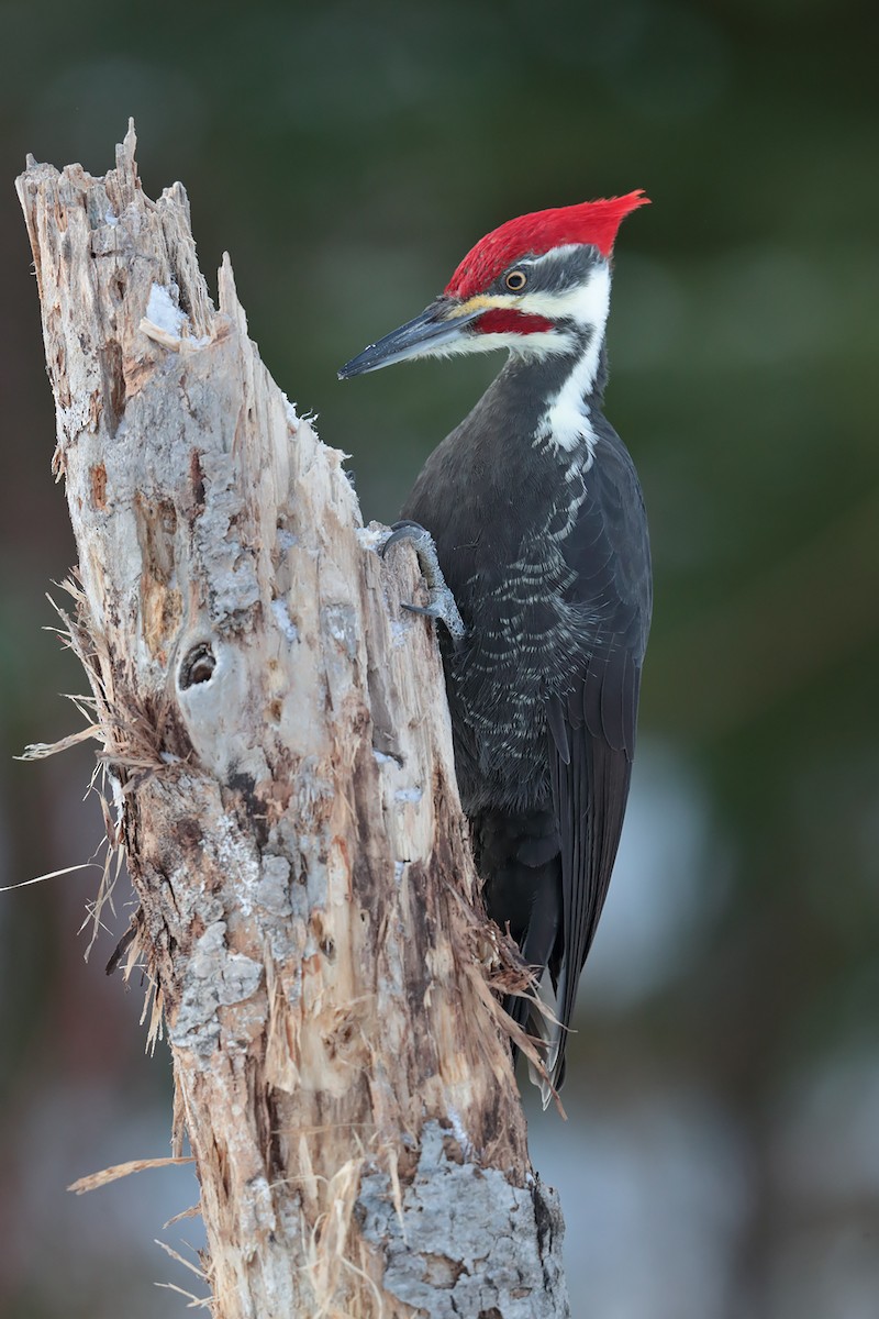 Pileated Woodpecker - bellemare celine