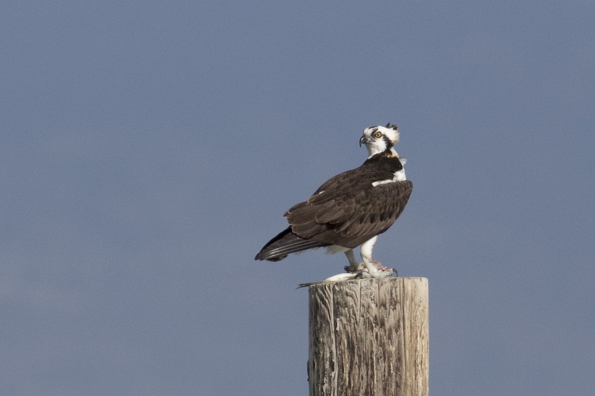 Osprey - Dan Harris