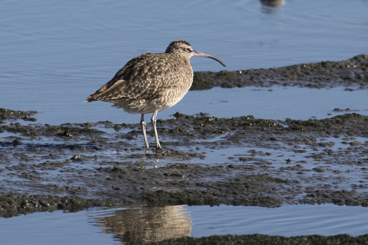 Whimbrel - Dan Harris