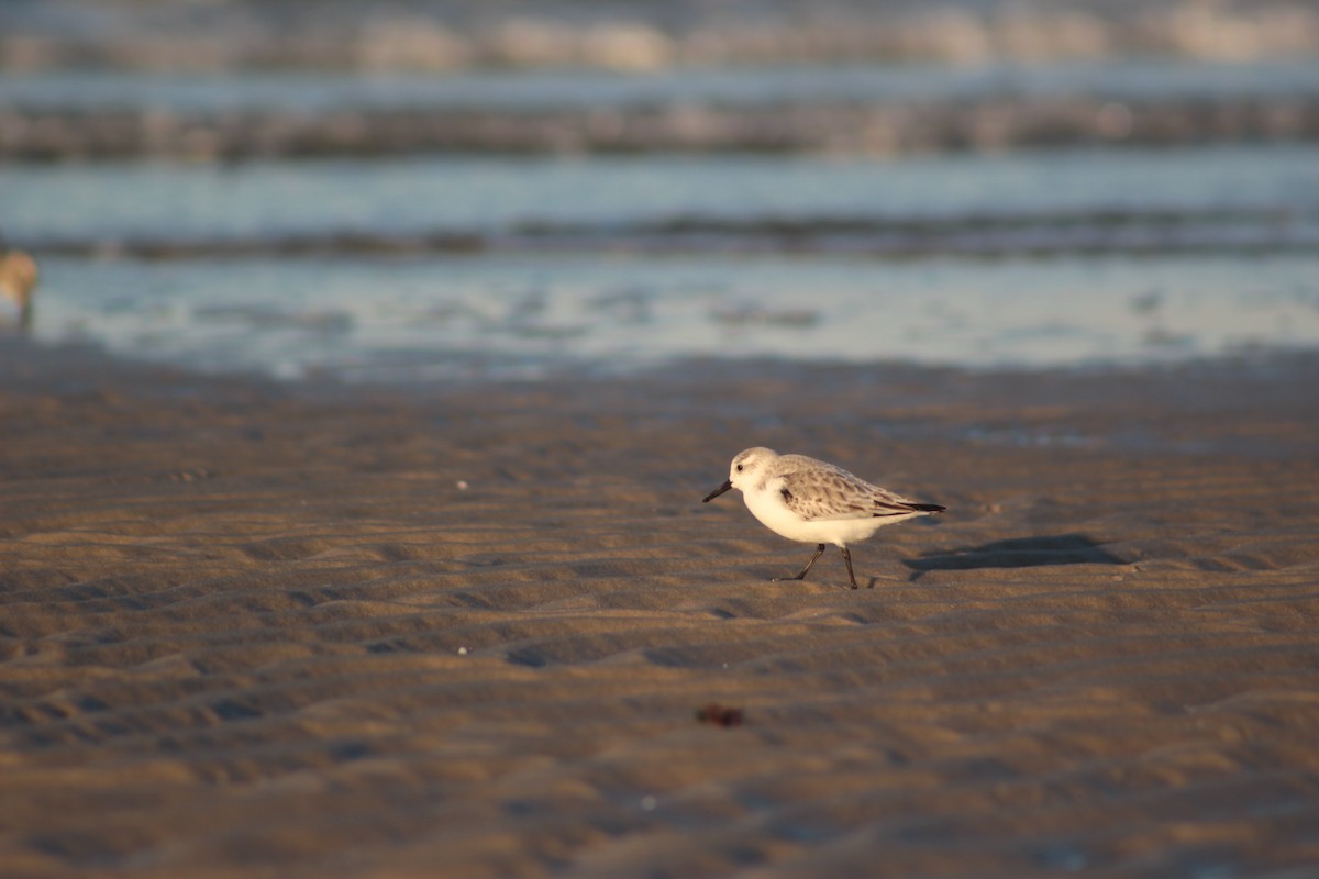 Sanderling - ML76714261