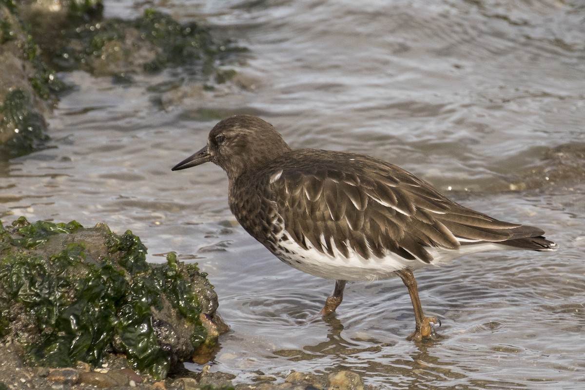 Black Turnstone - ML76714841