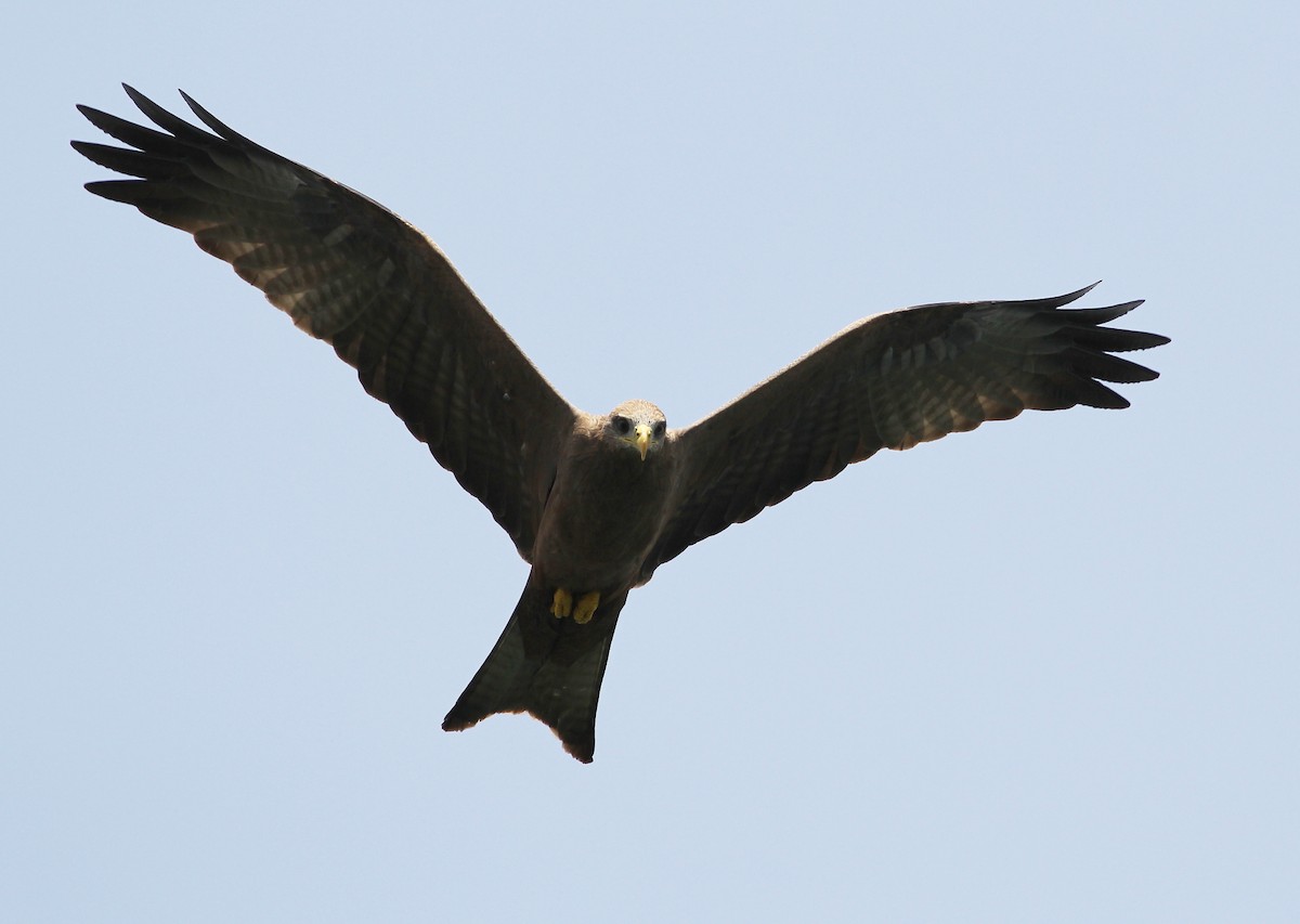 Black Kite (Yellow-billed) - Jason Leifester