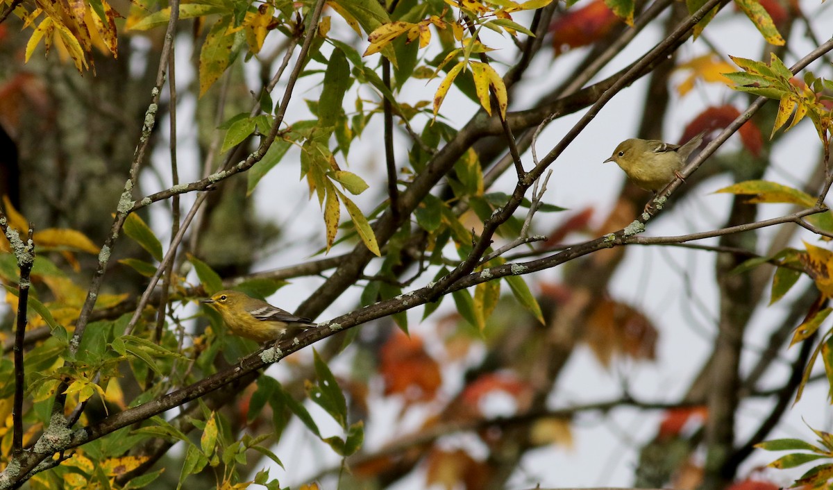 Pine Warbler - ML76717751