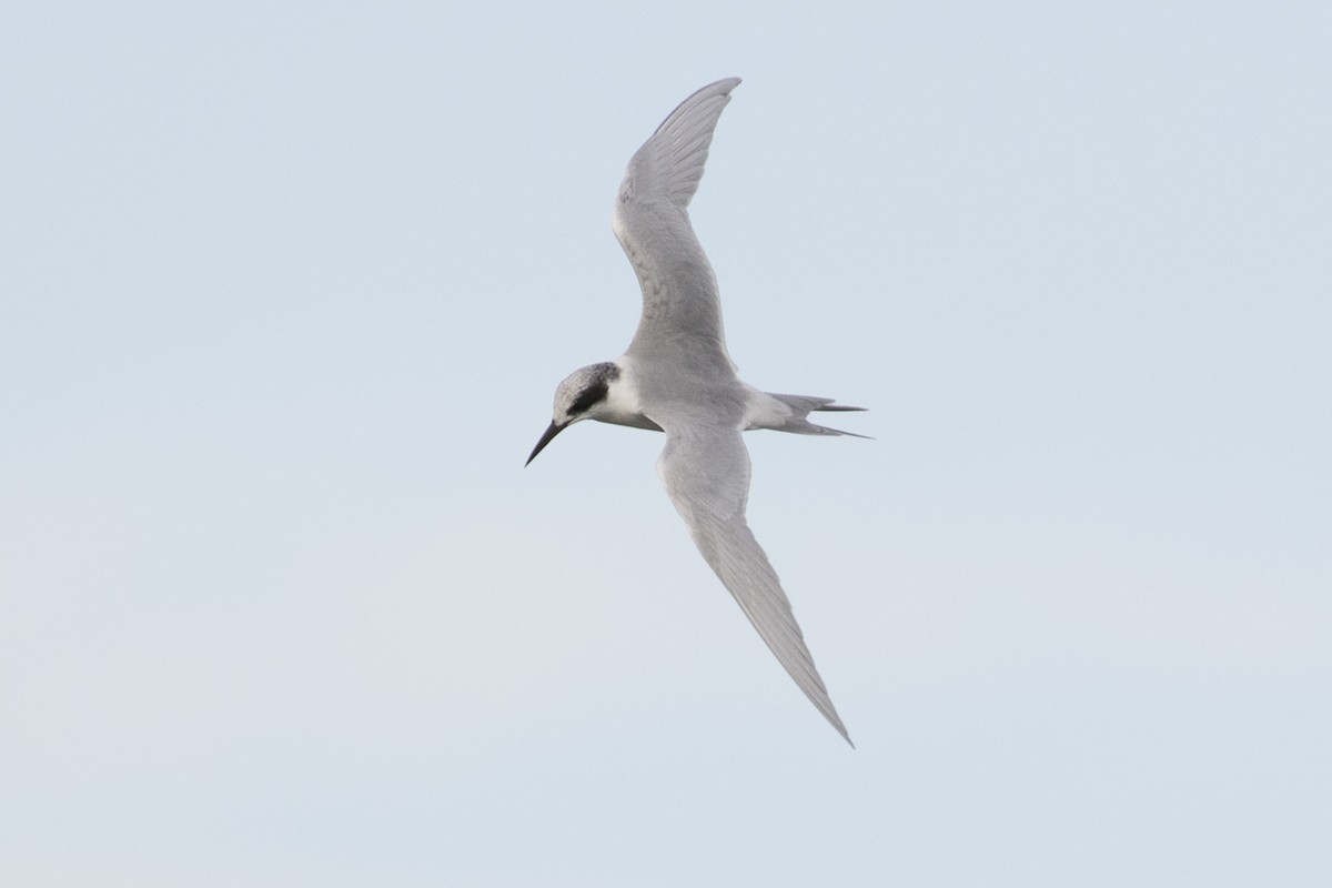 Forster's Tern - ML76717801