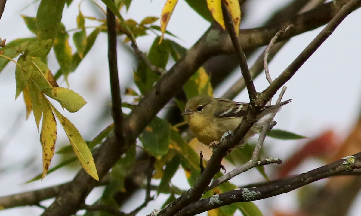 Pine Warbler - ML76717851