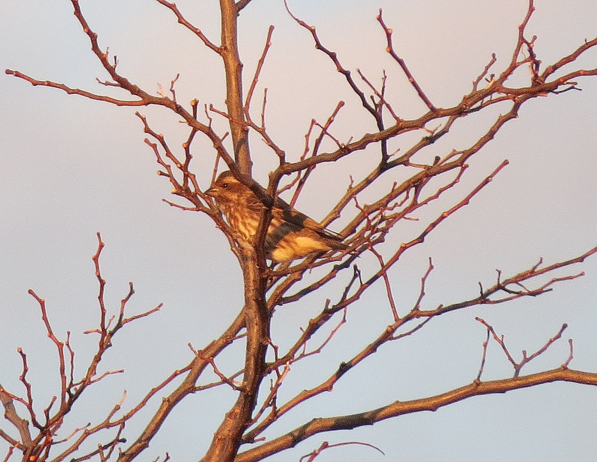 Purple Finch - ML76717881