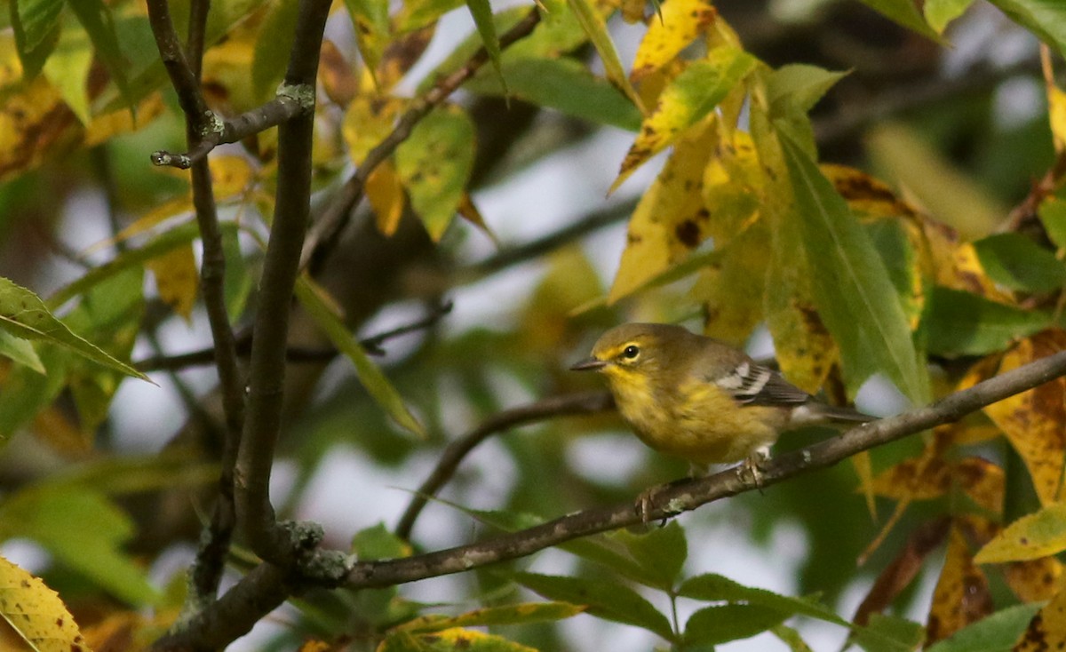 Pine Warbler - ML76717911