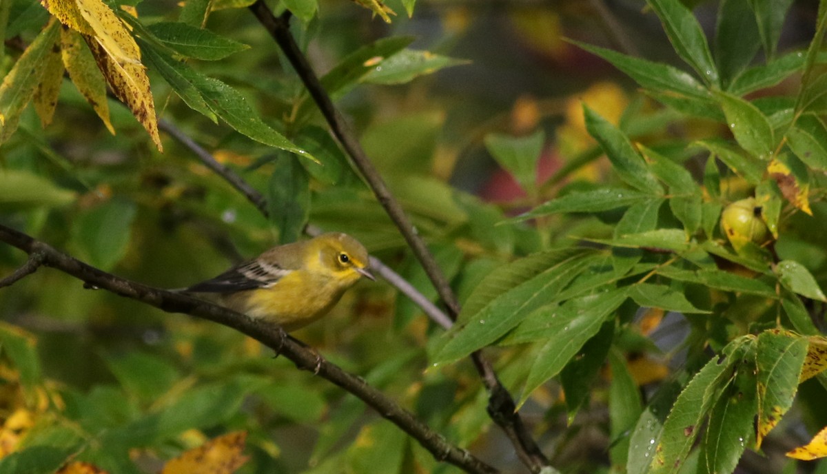 Pine Warbler - ML76717931