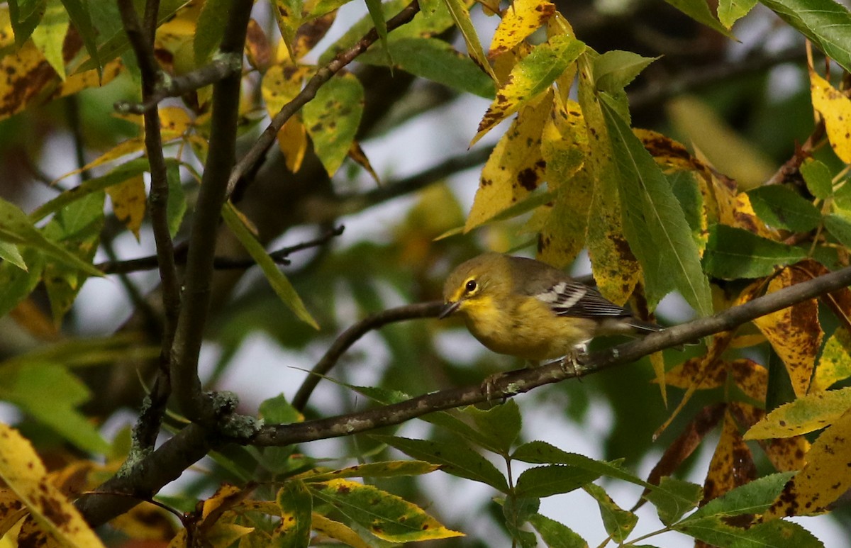 Pine Warbler - ML76717951