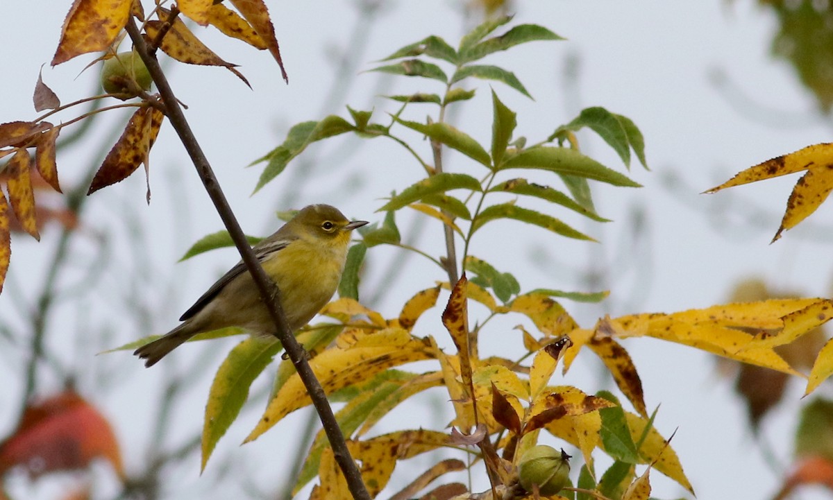 Pine Warbler - Jay McGowan