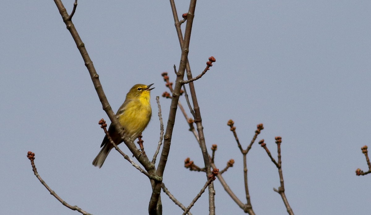 Pine Warbler - ML76718101