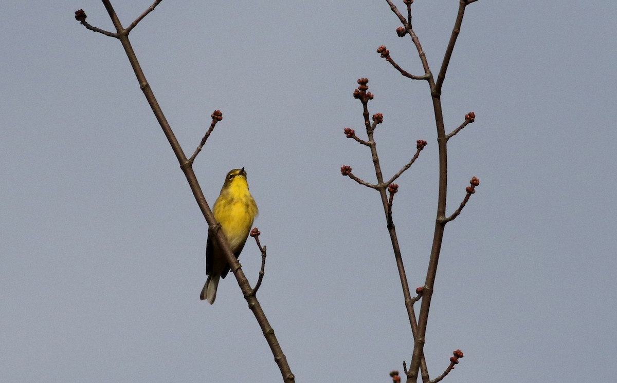 Pine Warbler - ML76718181