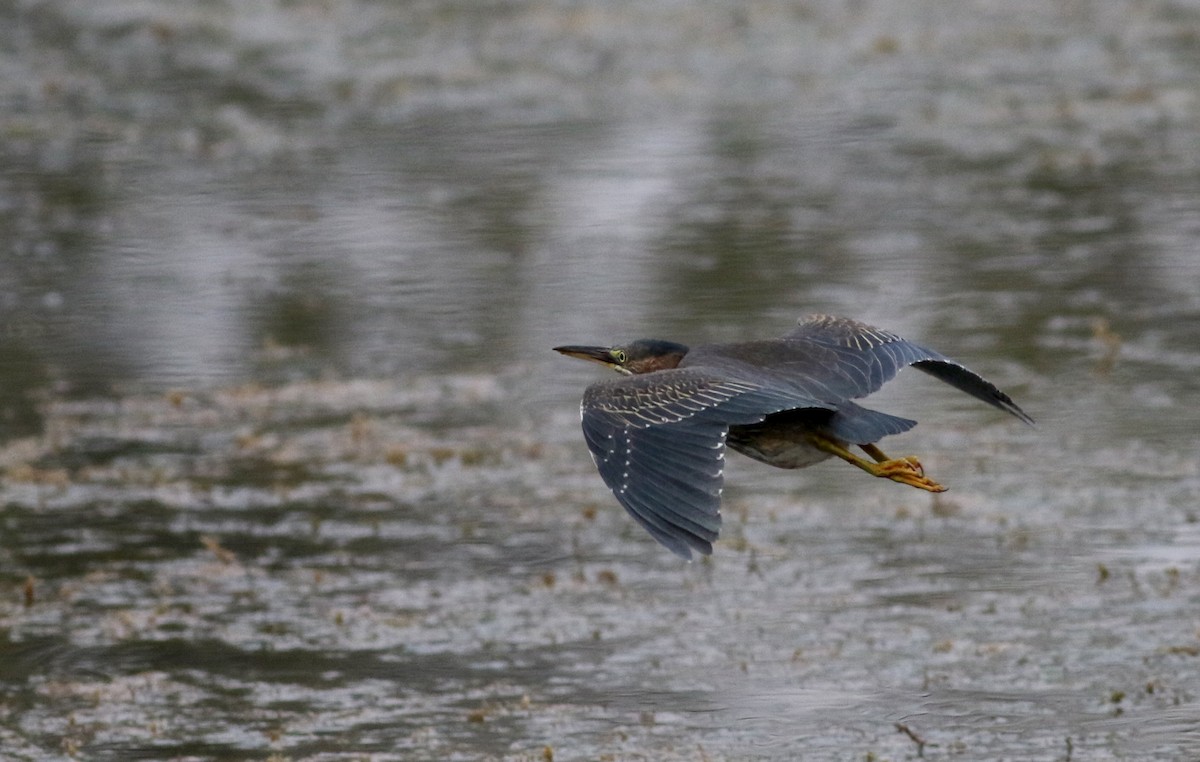 Green Heron - ML76719181