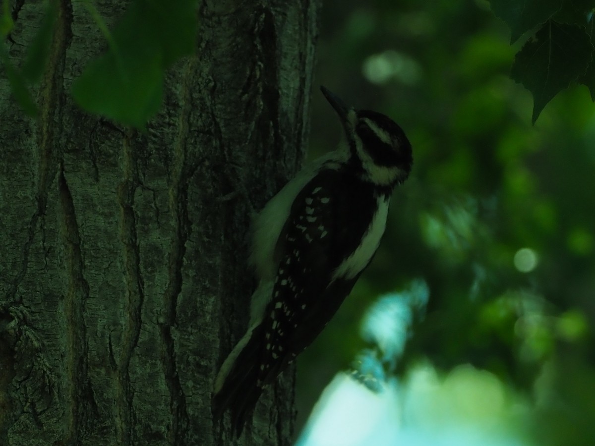 Hairy Woodpecker - Sternberg Science Camps FHSU
