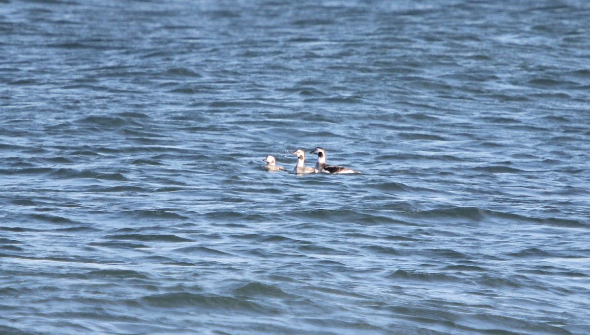 Long-tailed Duck - ML76721191