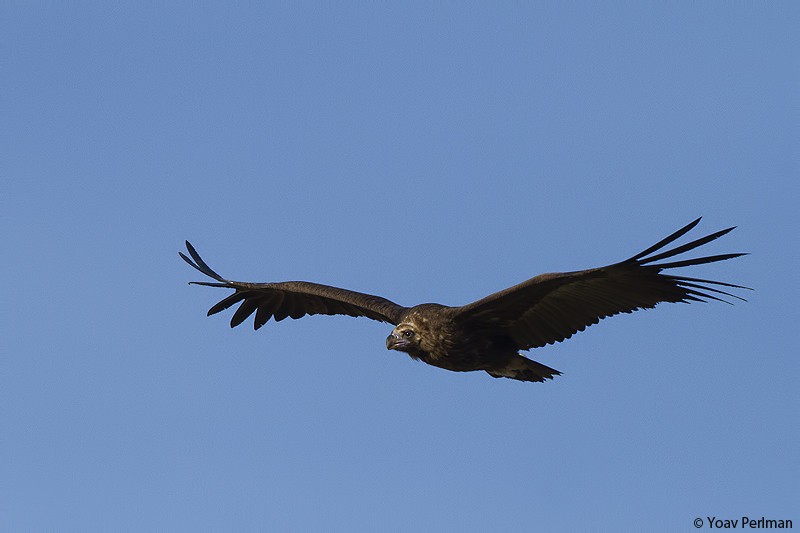 Cinereous Vulture - Yoav Perlman