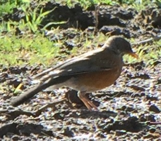 Rufous-backed Robin - ML76722971
