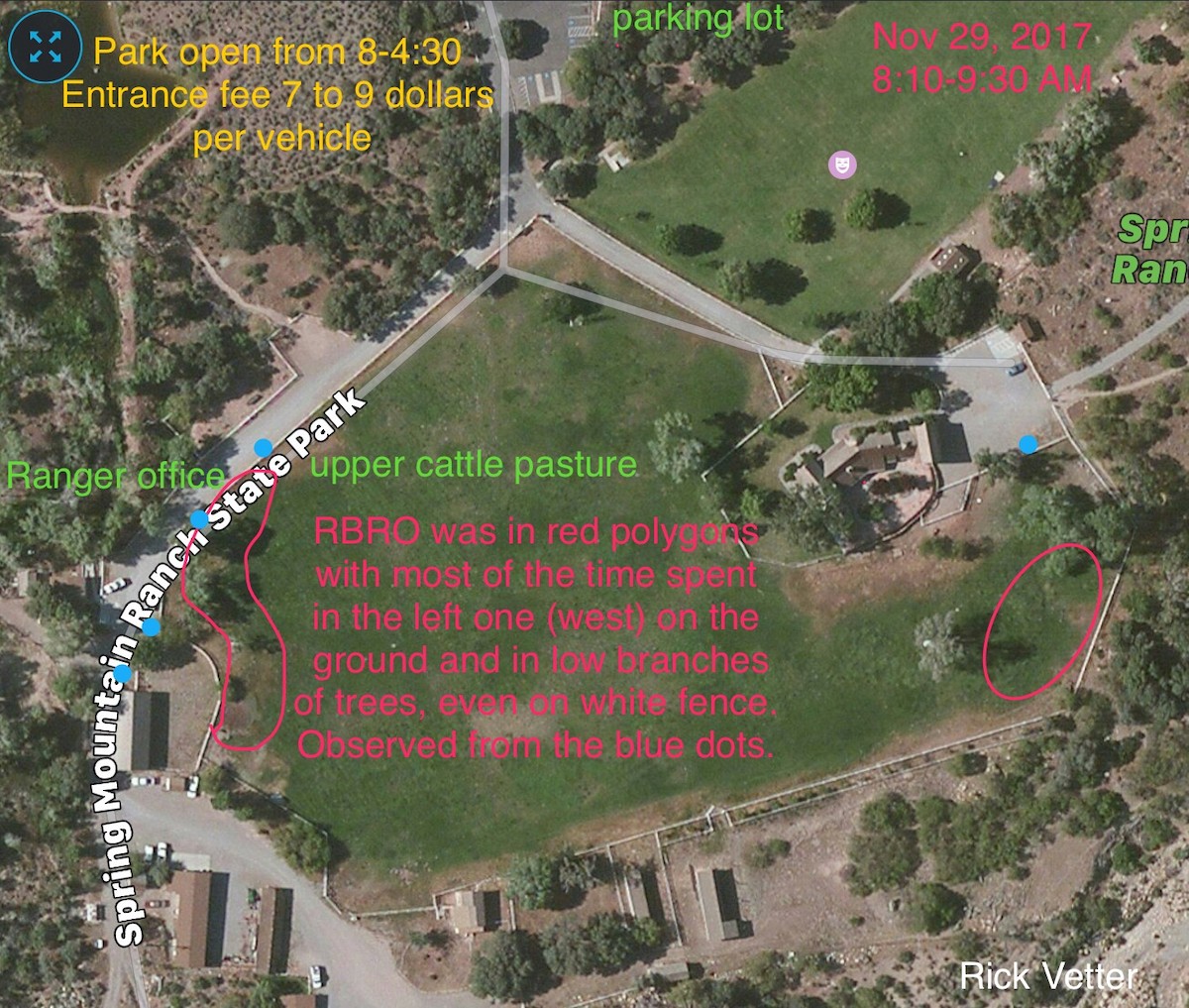 Rufous-backed Robin - ML76722981