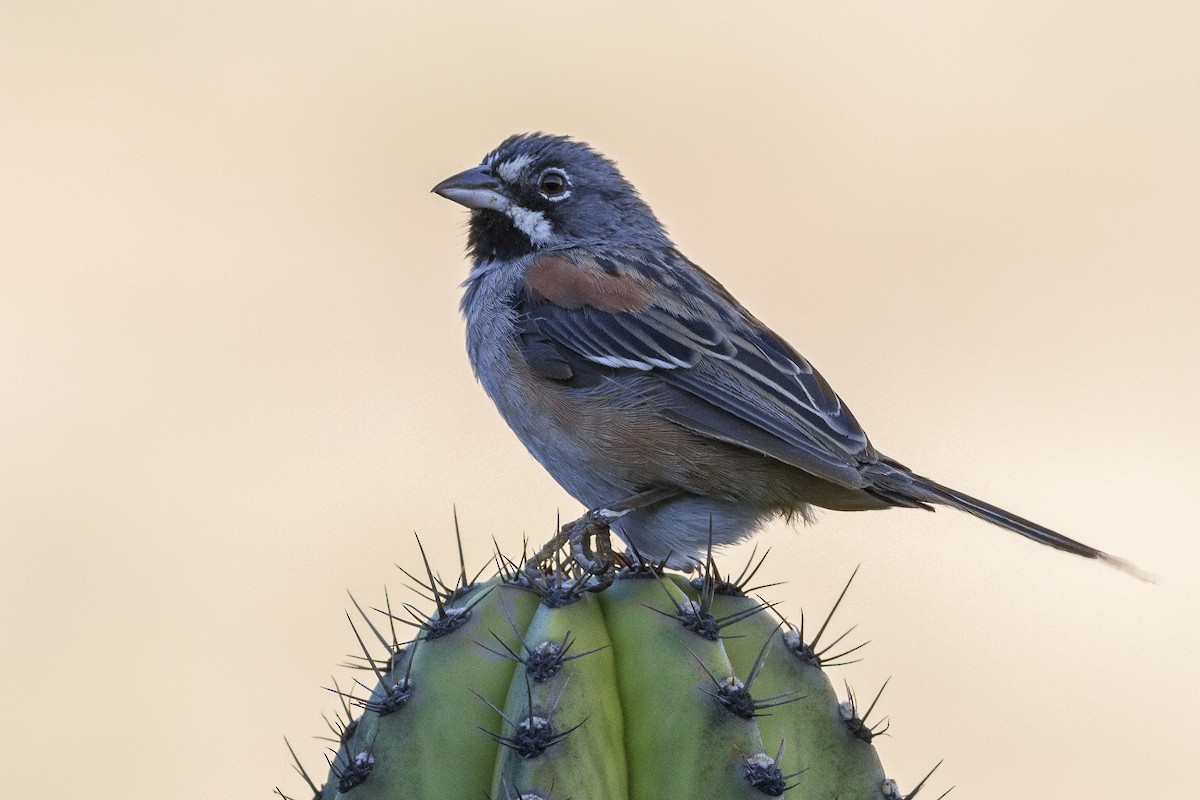 Bridled Sparrow - ML76724871