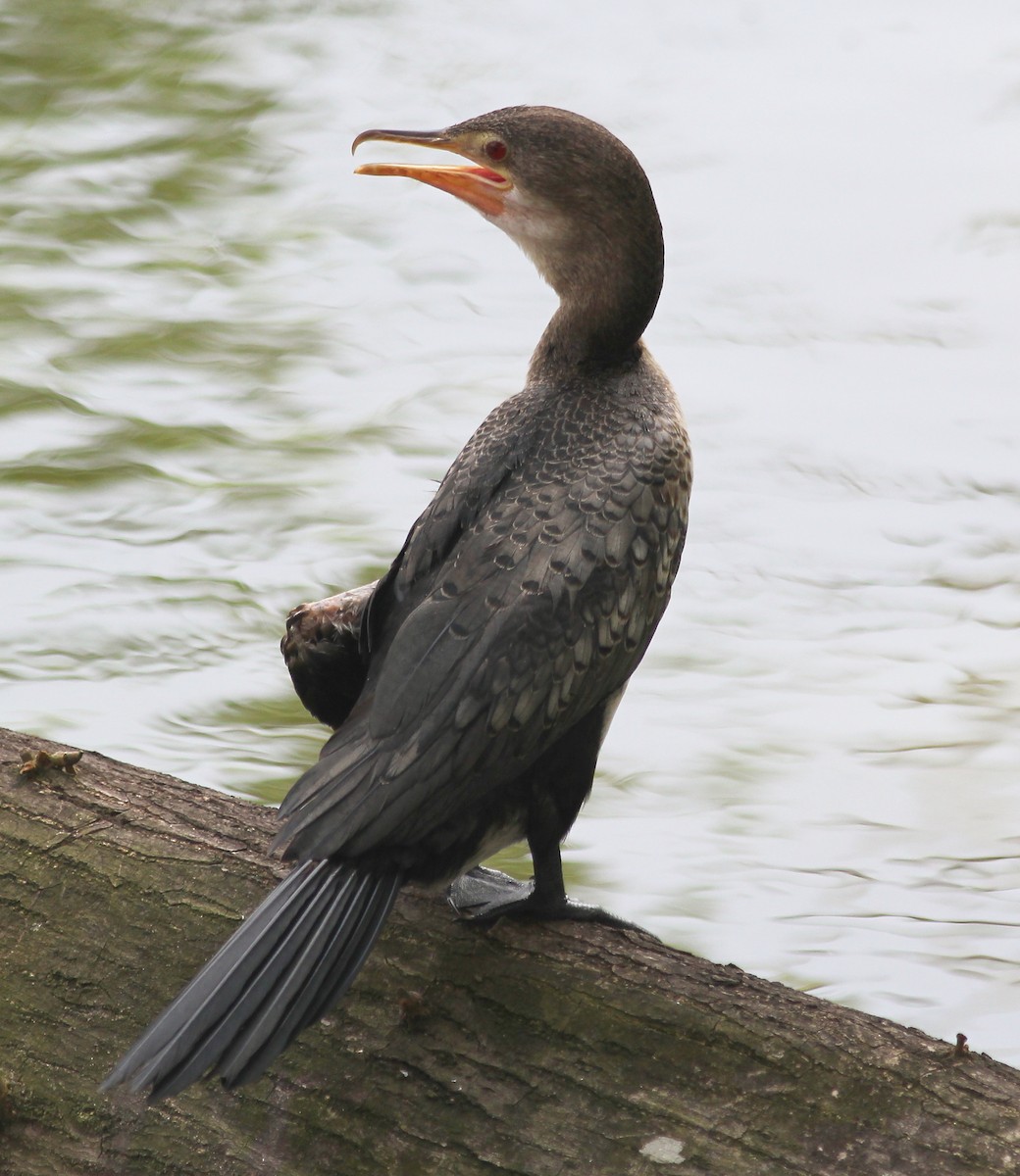 Long-tailed Cormorant - ML76725751