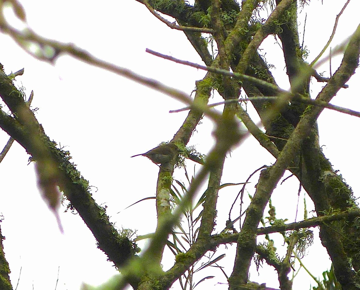 Large-billed Scrubwren - ML76727211